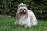 SHIH TZU 223